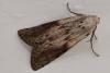 Aphomia sociella